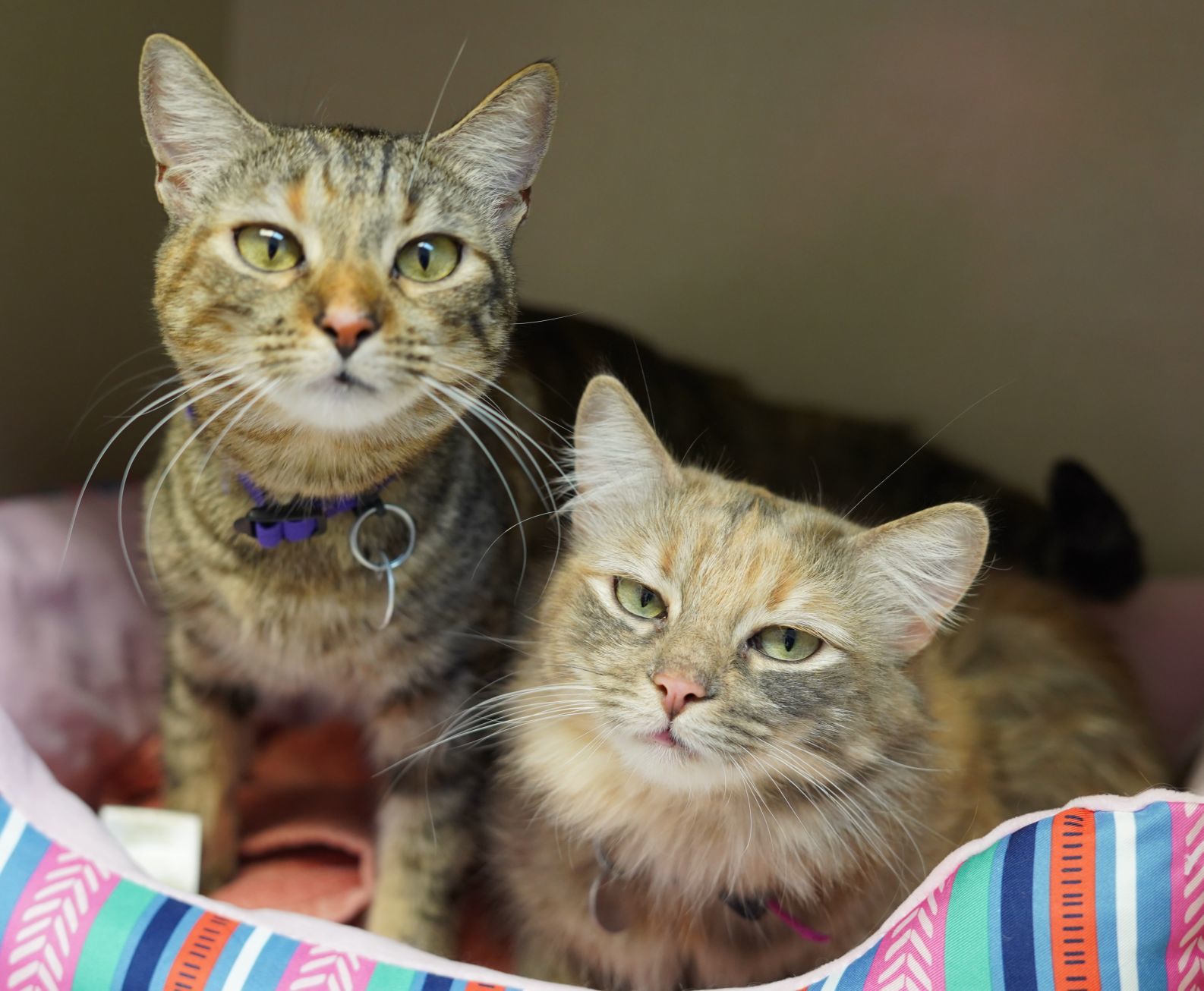 Adopt a friend: Lulu and Abbey